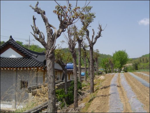 내 고향집 앞마당에는 가죽나무 세 그루가 장승처럼 서 있었다 